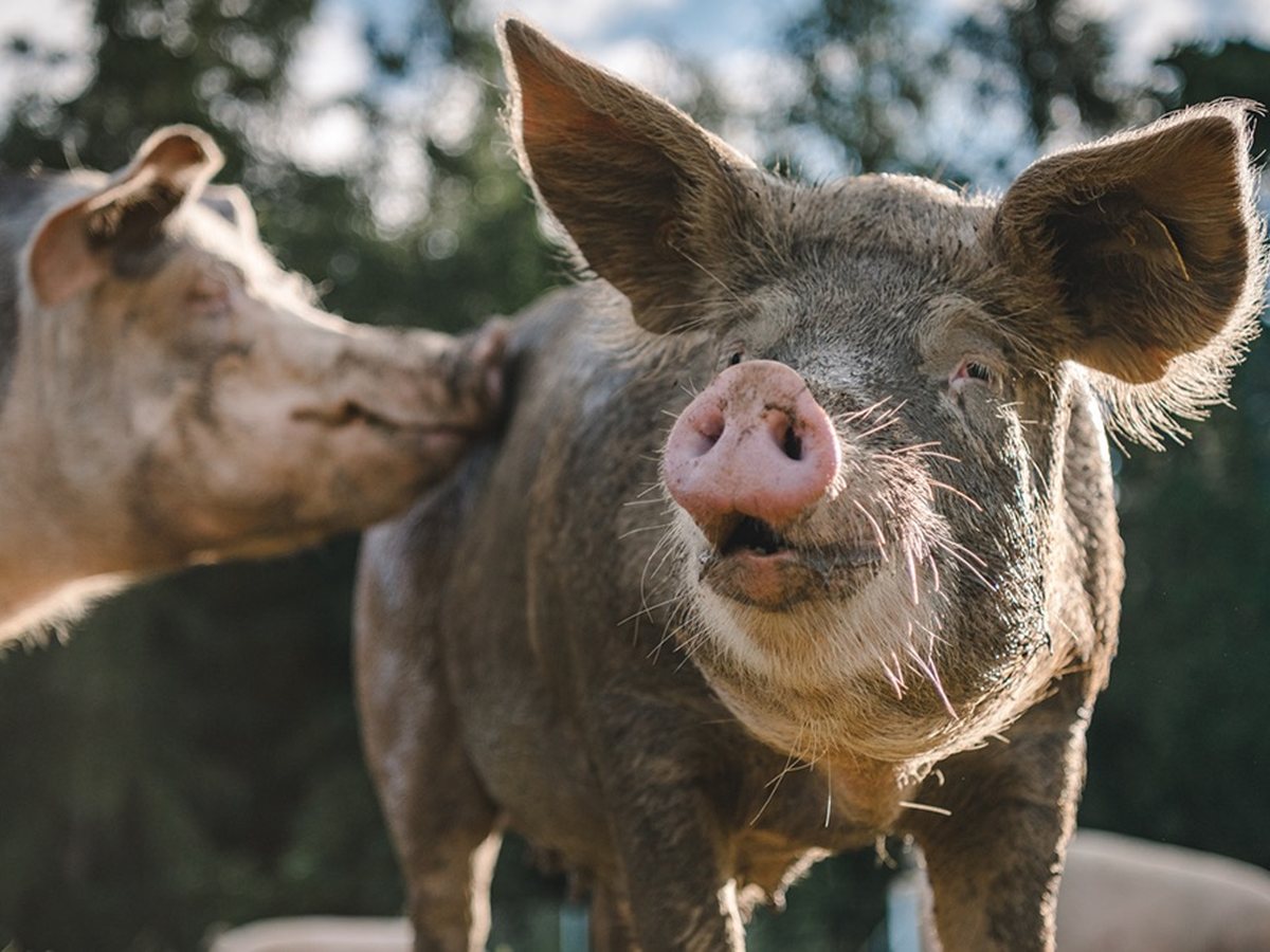 Schwein auf der Weide eines Biohofs